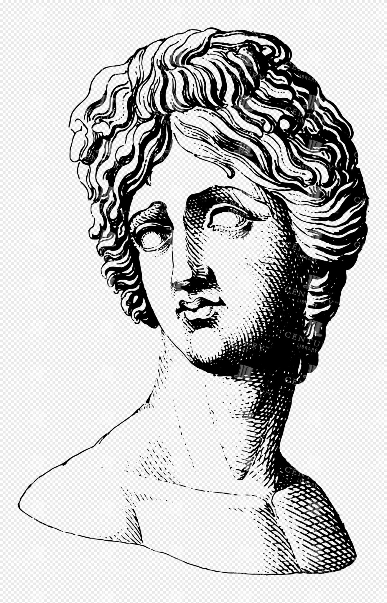 Graceful Lineart Bust of Aphrodite with Flowing Curly Hair and Serene Expression