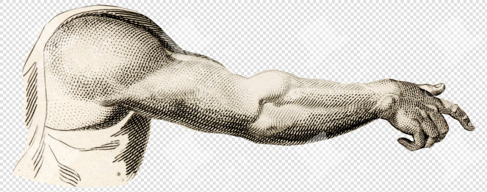 Detailed black-and-white drawing of a muscular human arm flexing.