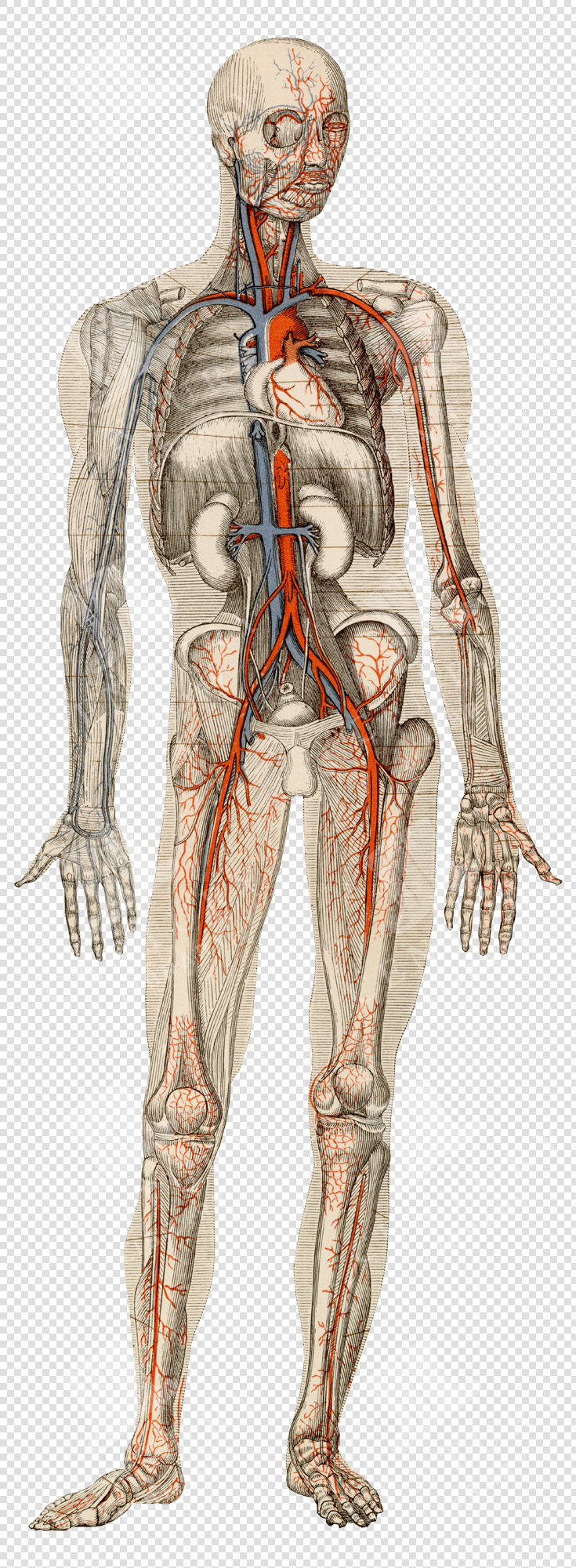 Full Body Human Anatomy Showing Veins