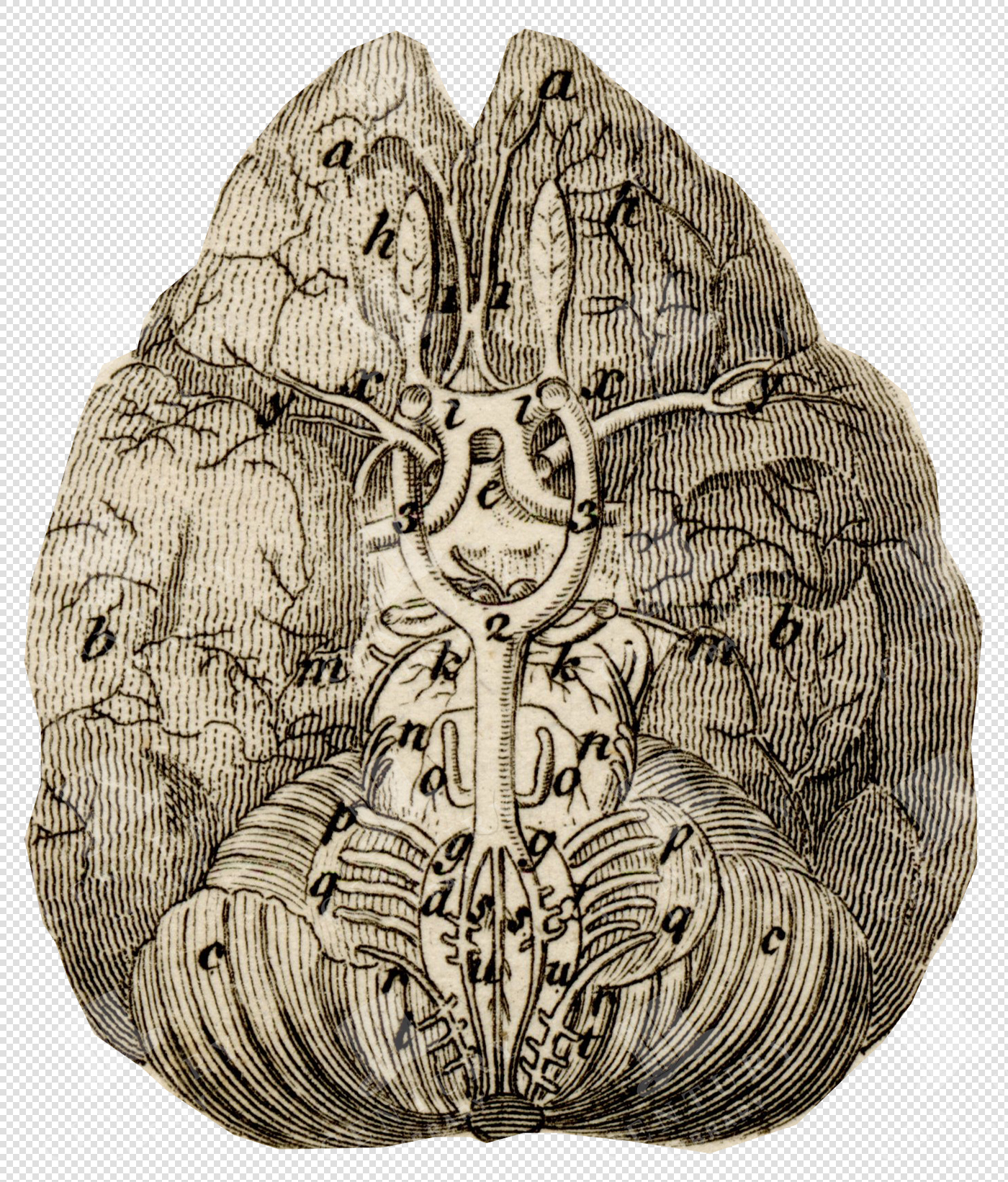Detailed Anatomical Illustration of Human Brain with Nerve Pathways