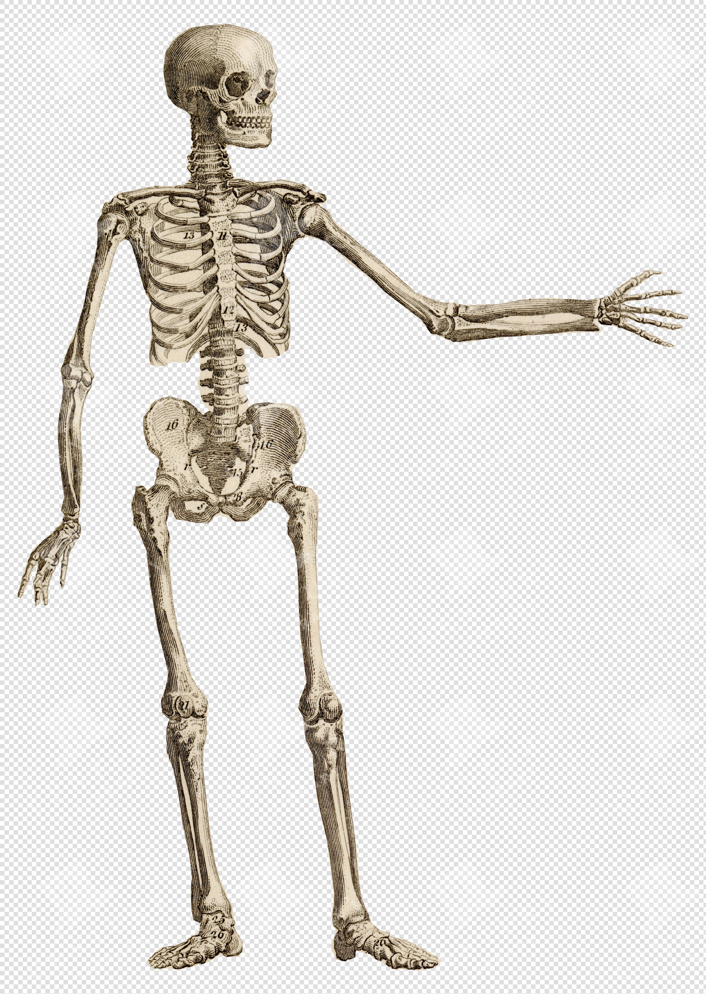 Front View of Human Skeleton with Outstretched Arm and Labeled Bones
