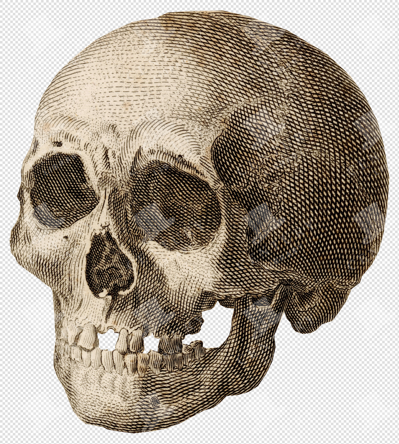 Side View of Human Skull with Missing Teeth