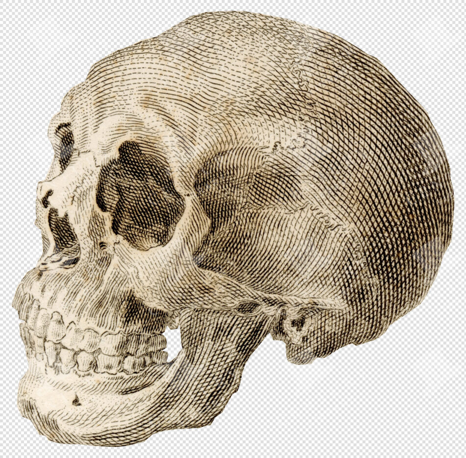 Human Skull In Profile - Detailed Anatomical Engraving