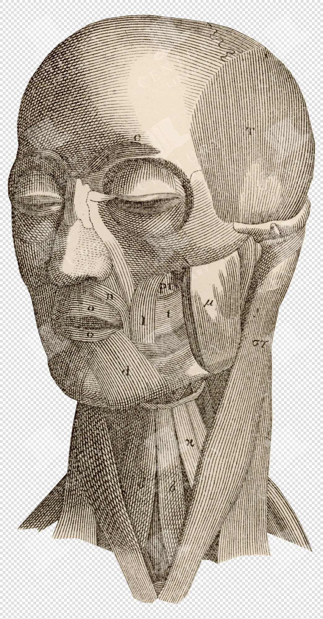 Engraved Anatomical Diagram of Human Facial Muscles and Neck Structure