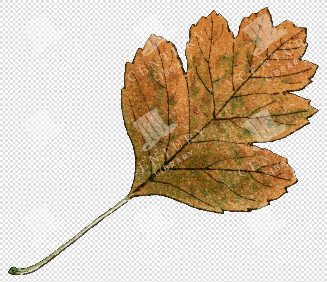 Brown Autumn Leaf with Visible Veins and Curved Stem