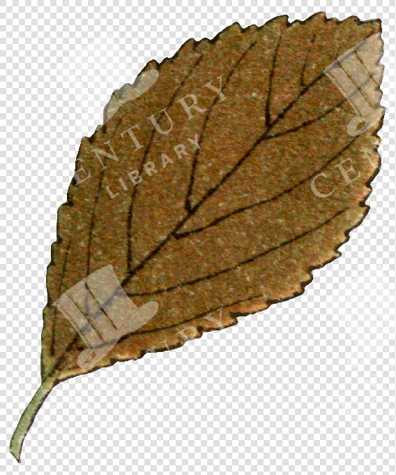 Single Autumn Leaf with Brown Hues and Dark Veins