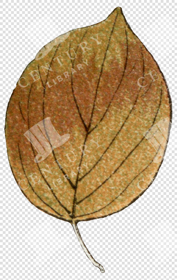 Round Autumn Leaf with Prominent Veins and Curved Stem