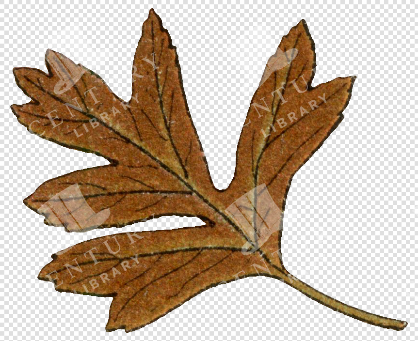 Brown Autumn Leaf with Jagged Edges and Prominent Veins