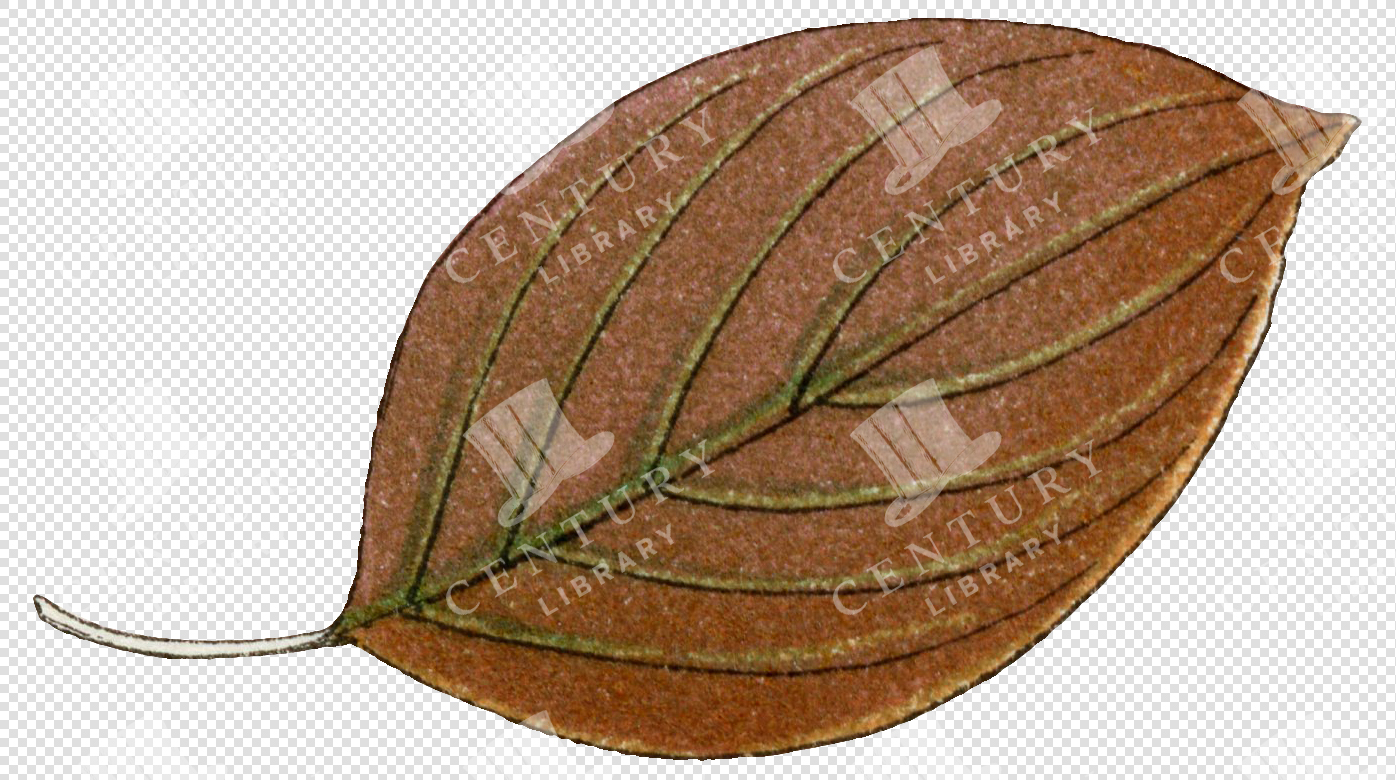 Brown Autumn Leaf with Fine Veins and Curved Stem