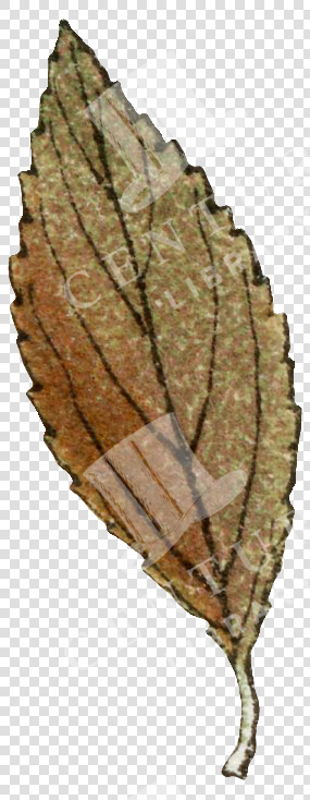 Brown Serrated Autumn Leaf with Delicate Veins and Textured Surface