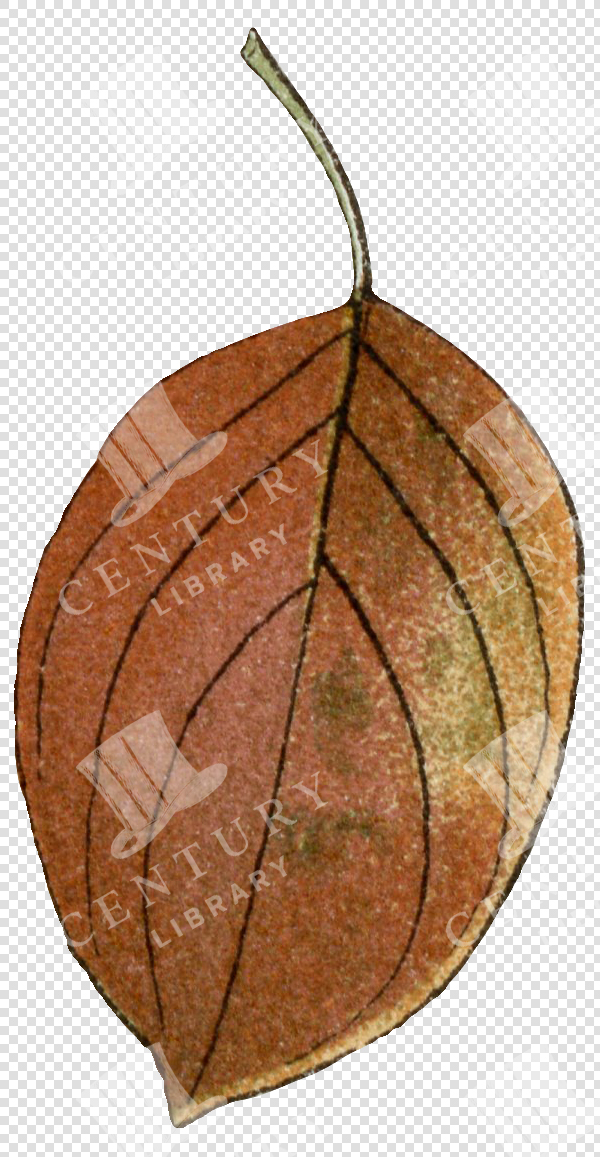 Brown Autumn Leaf with Prominent Veins and Curved Green Stem