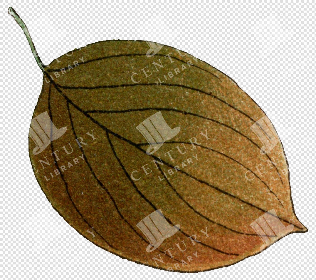 Brown Autumn Leaf with Dark Veins and a Curved Stem