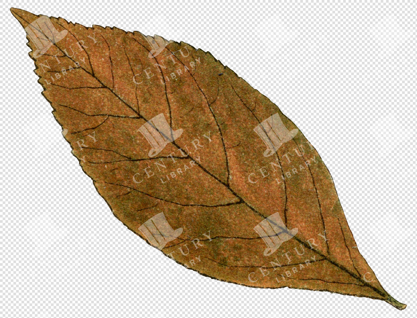 Pointed Brown Autumn Leaf with Prominent Veins and Rough Texture