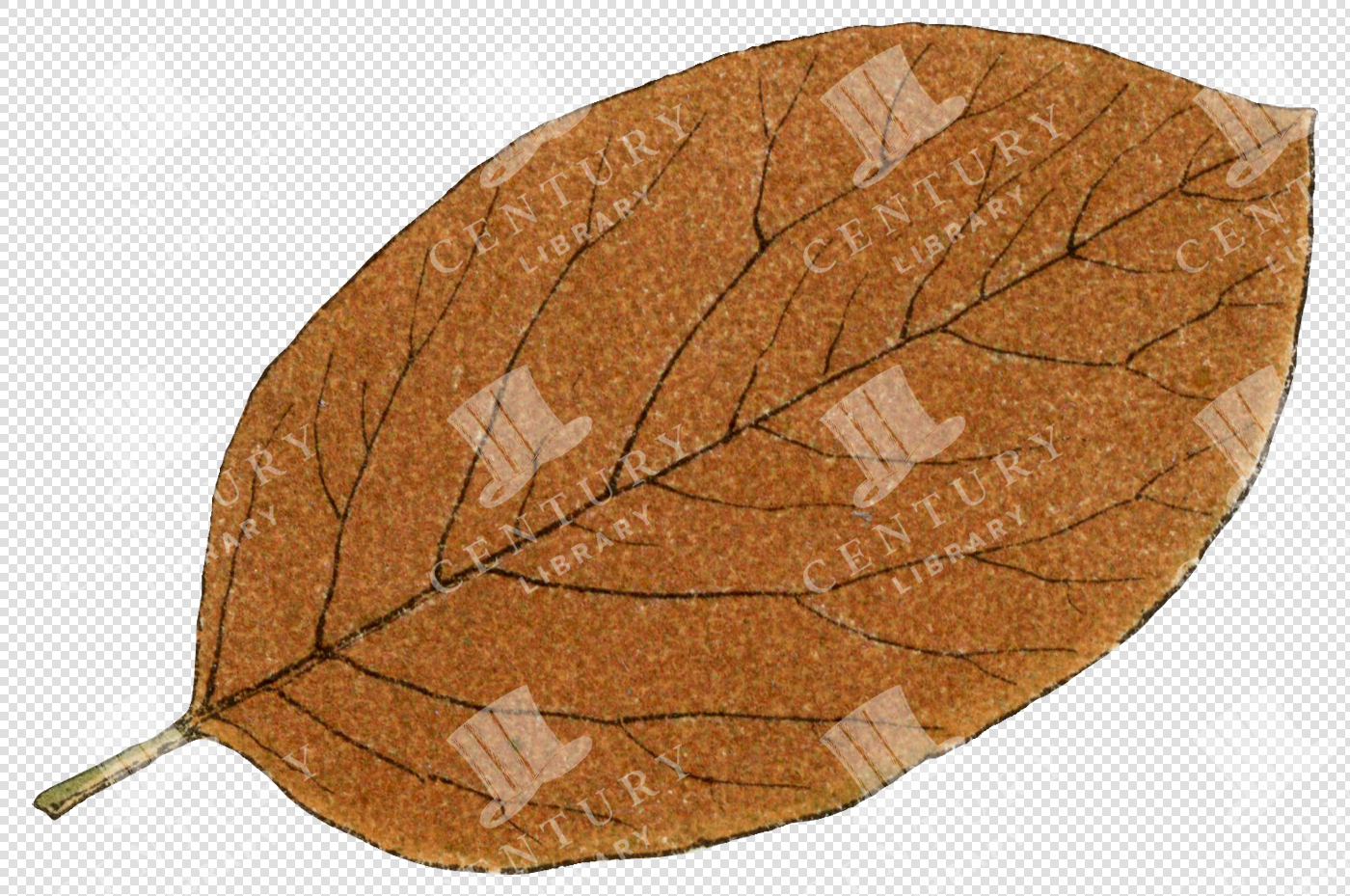 Brown Oval Autumn Leaf with Dark Veins and Small Stem
