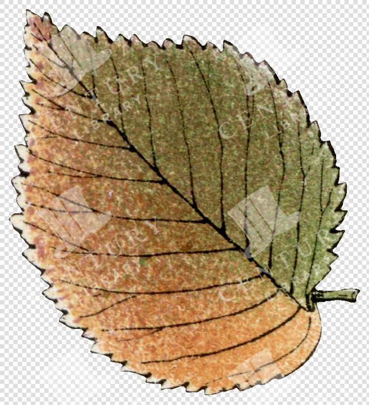 Green and Brown Serrated Autumn Leaf with Dark Veins