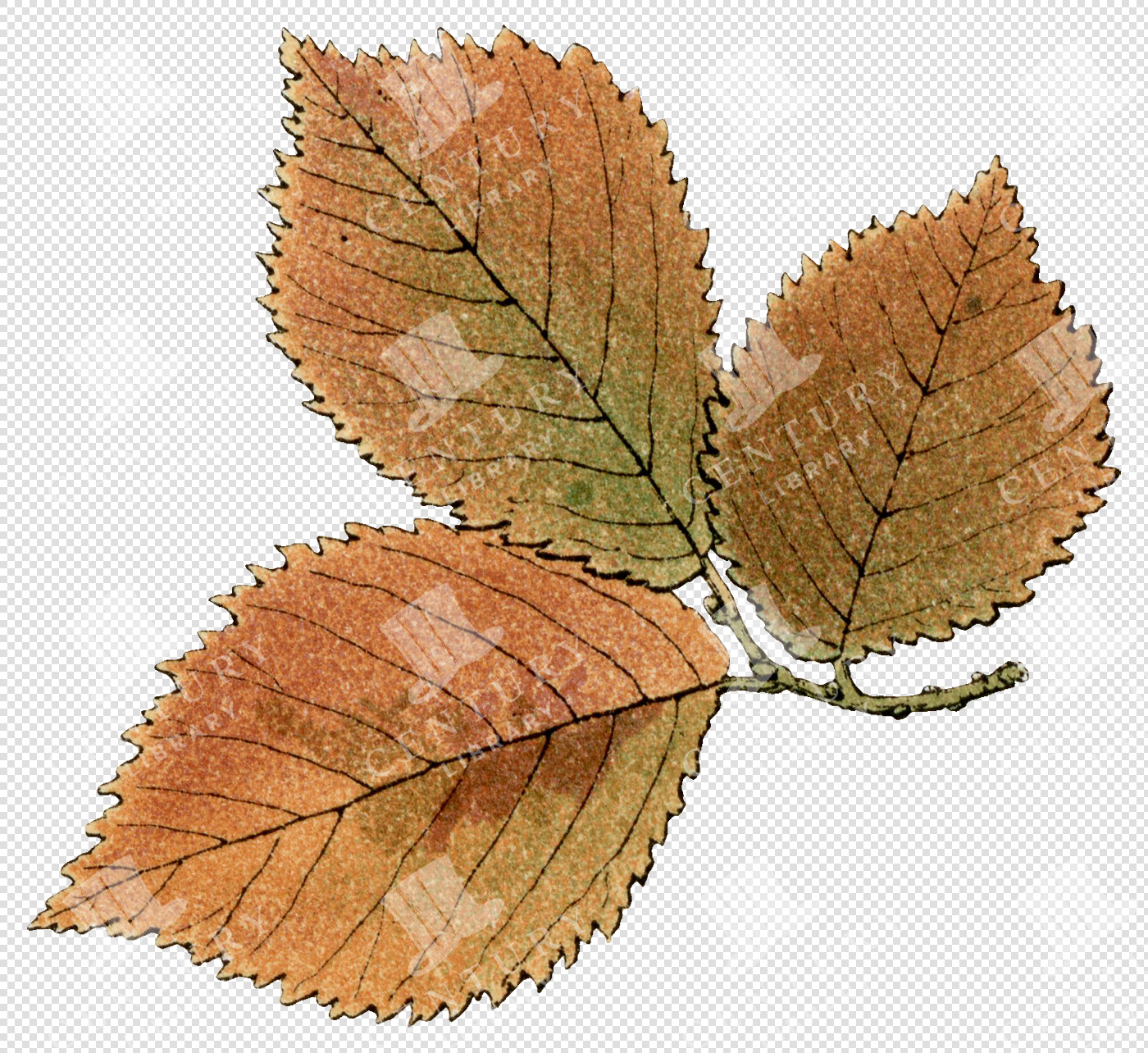 Autumnal Branch with Three Brown and Green Birch Leaves
