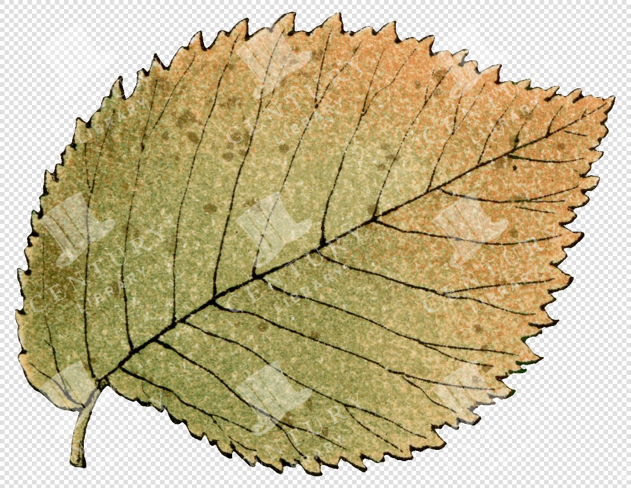 Botanical Fall Leaf with Green and Orange Autumn Foliage