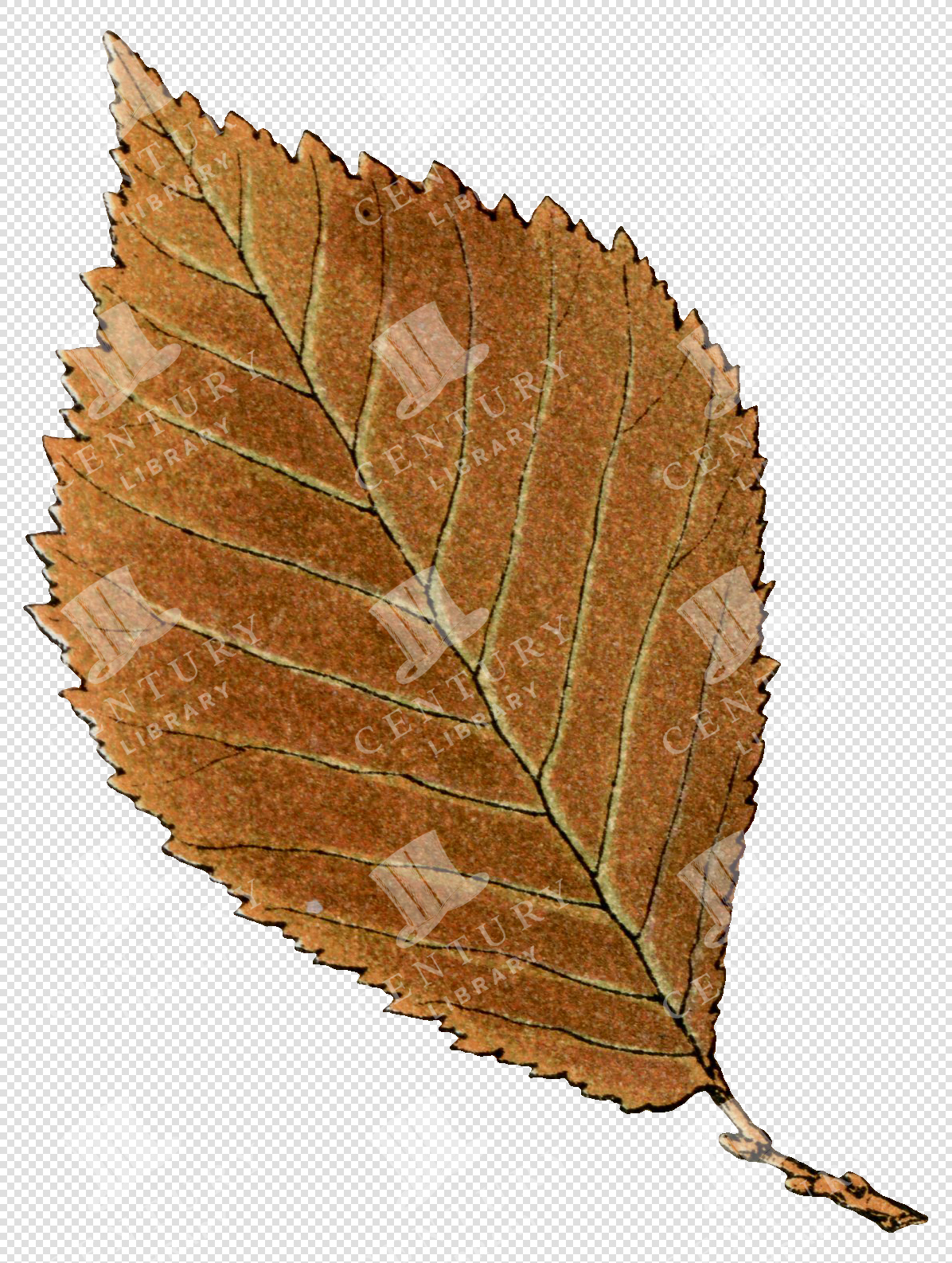 Brown Autumn Leaf with Detailed Veins and Botanical Texture