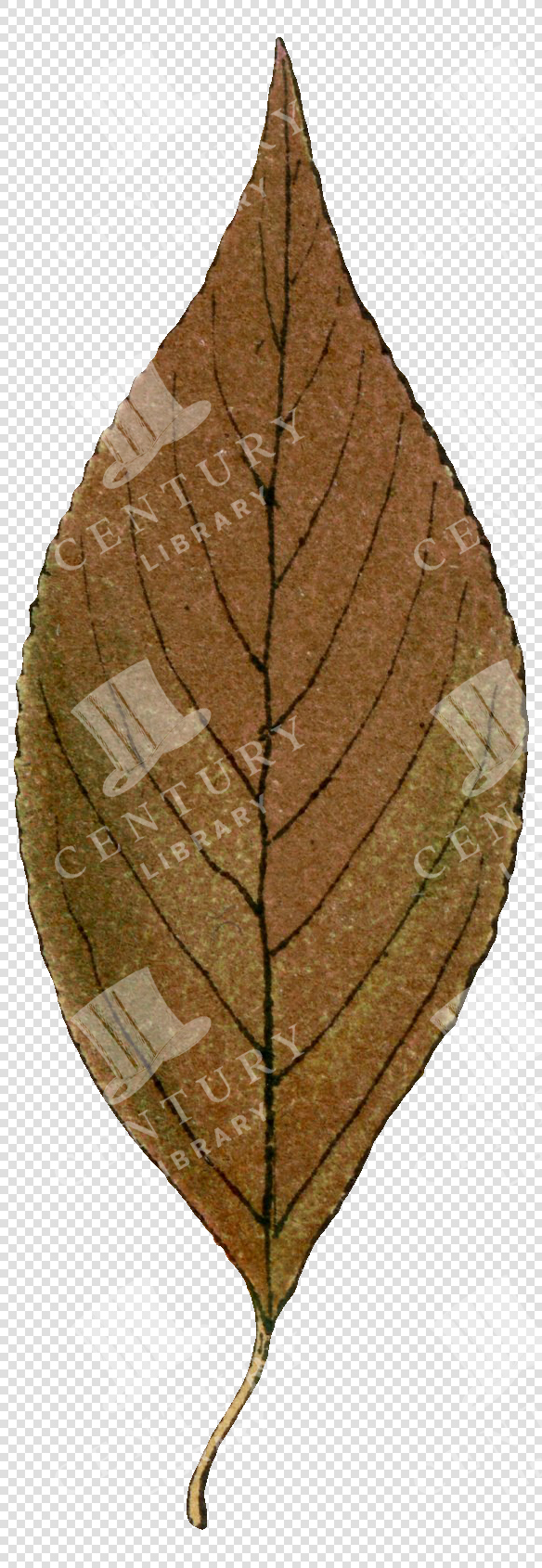 Brown Fall Leaf with Detailed Veins and Pointed Shape