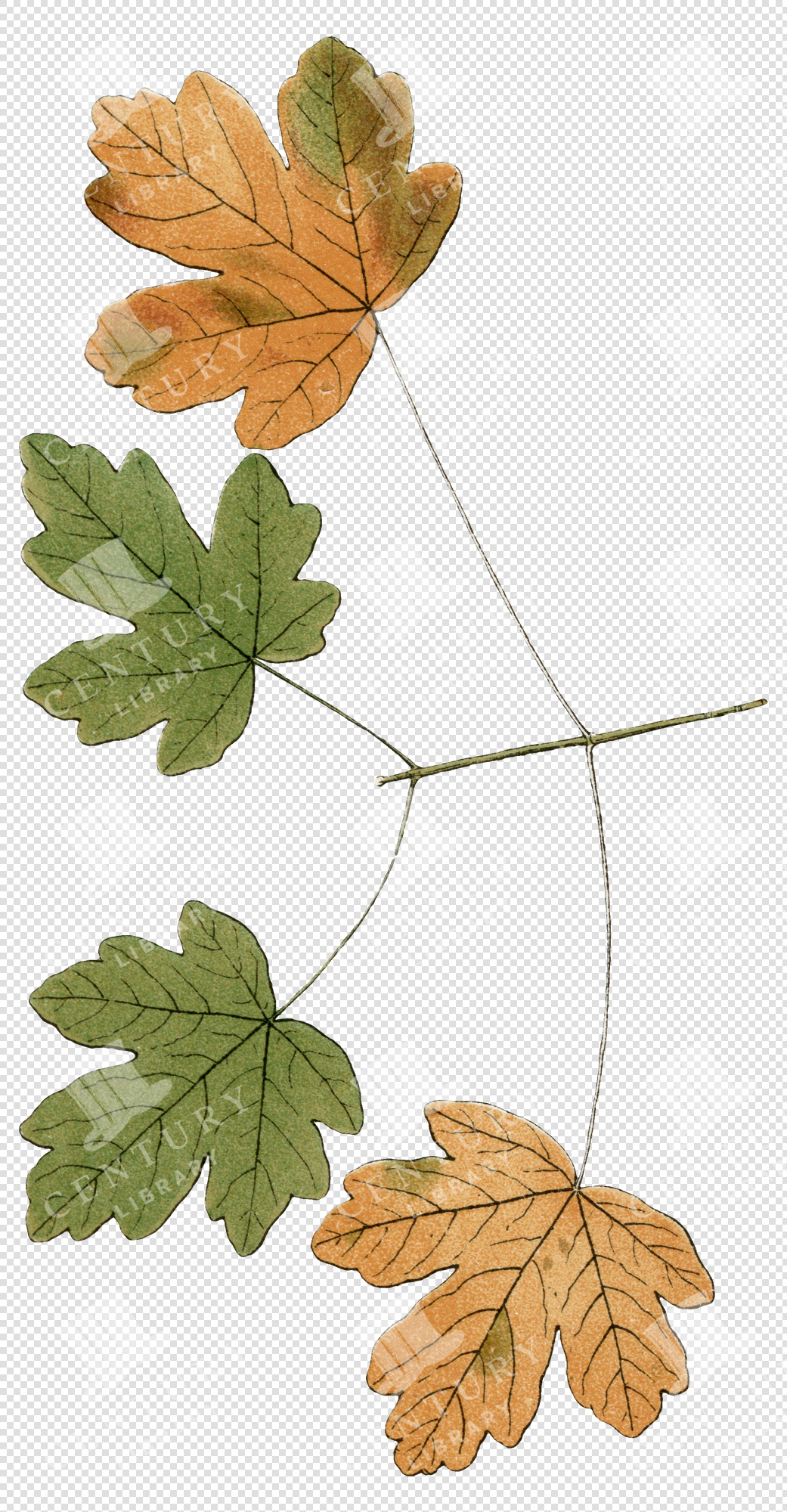 Mixed Green and Brown Fall Leaves with Delicate Botanical Branch