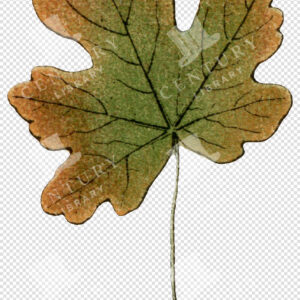Maple Leaf with Autumn Color Transition – Green to Golden Brown