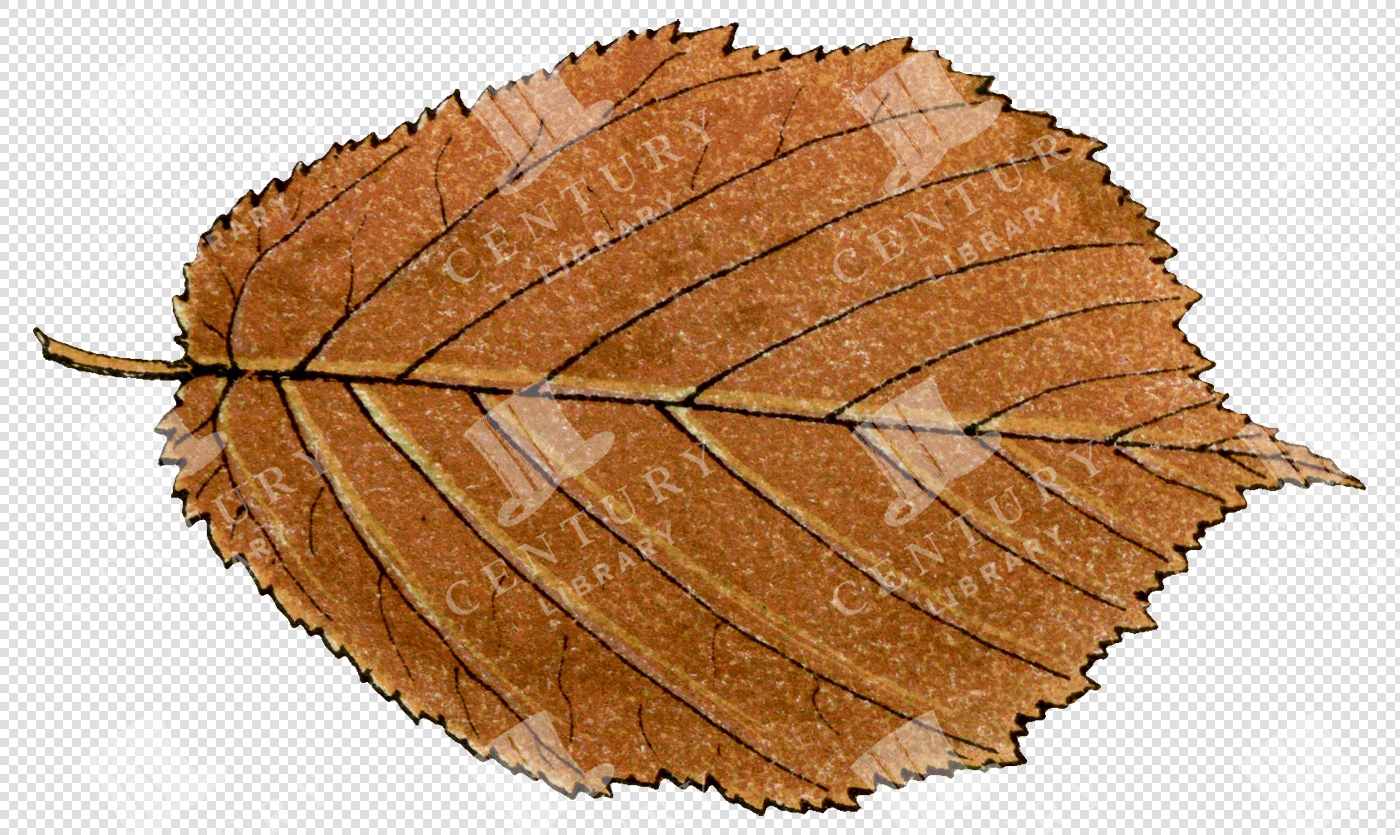Brown Fall Leaf with Serrated Edges and Detailed Vein Structure
