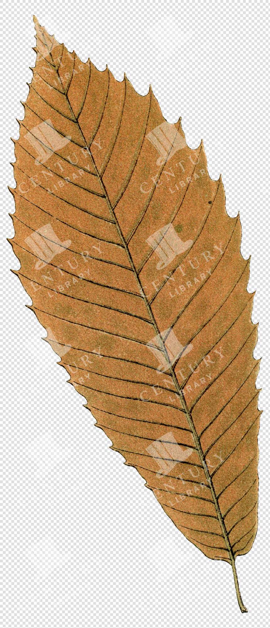 Brown Serrated Fall Leaf with Prominent Veins and Botanical Detail