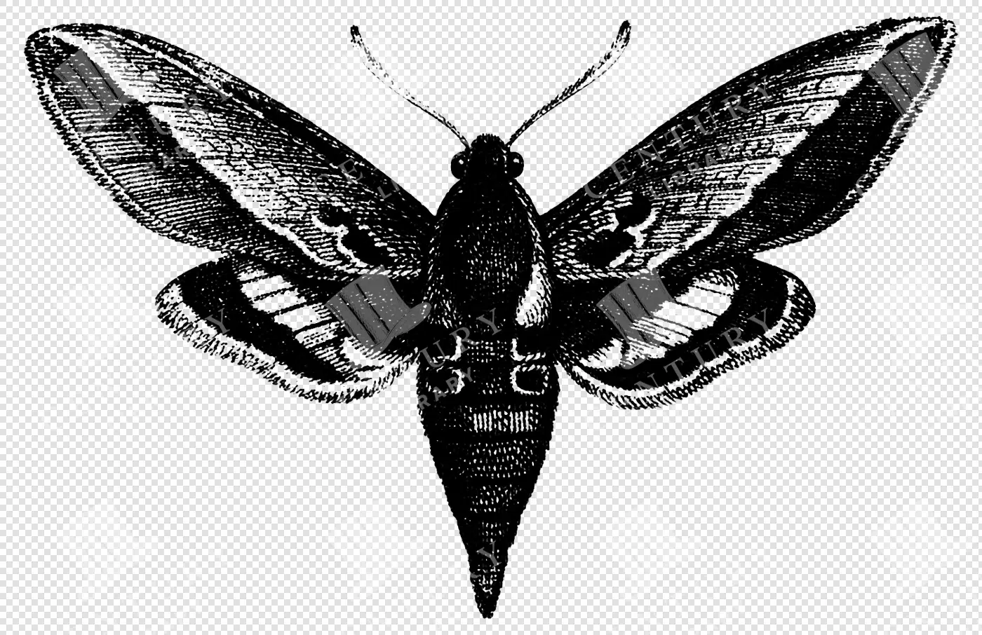 Moth - Century Library