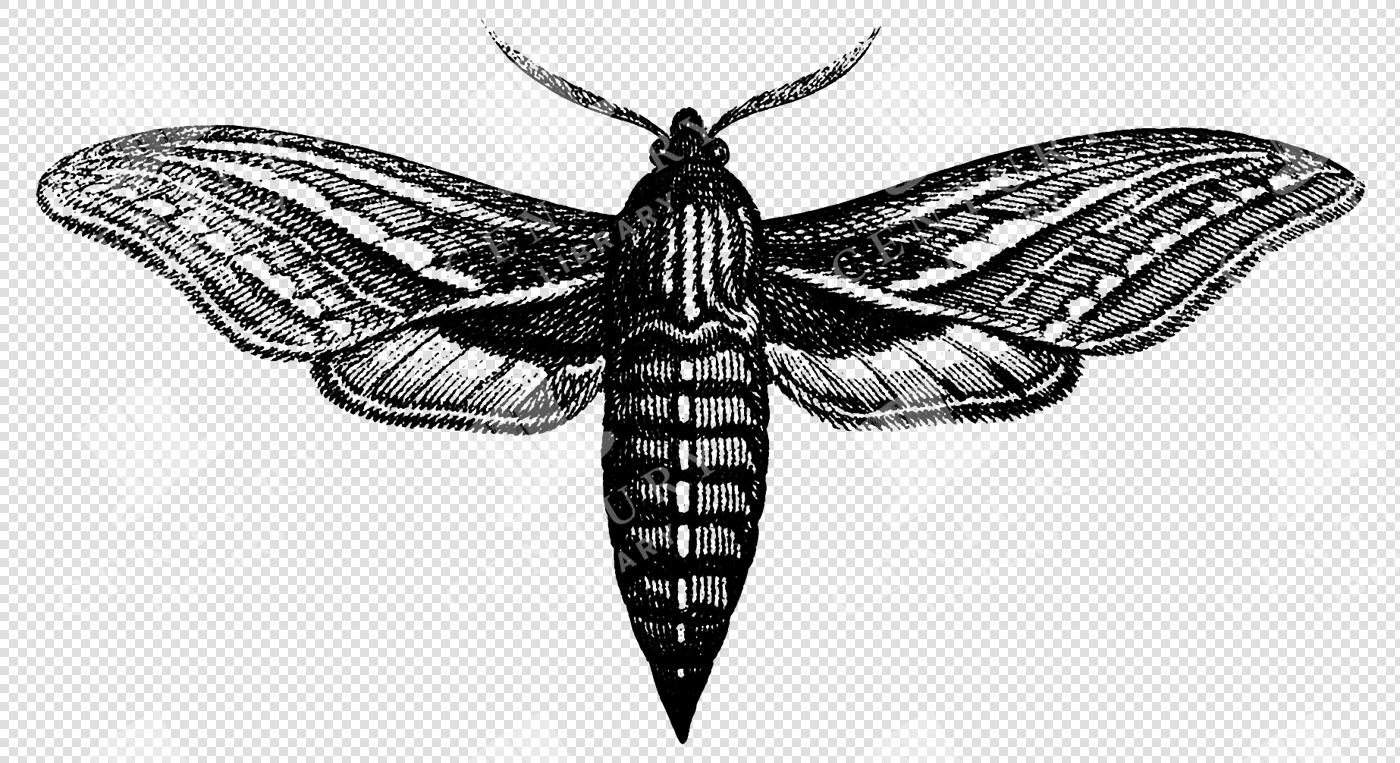 Vintage Engraved Illustration of a Detailed Moth with Spread Wings