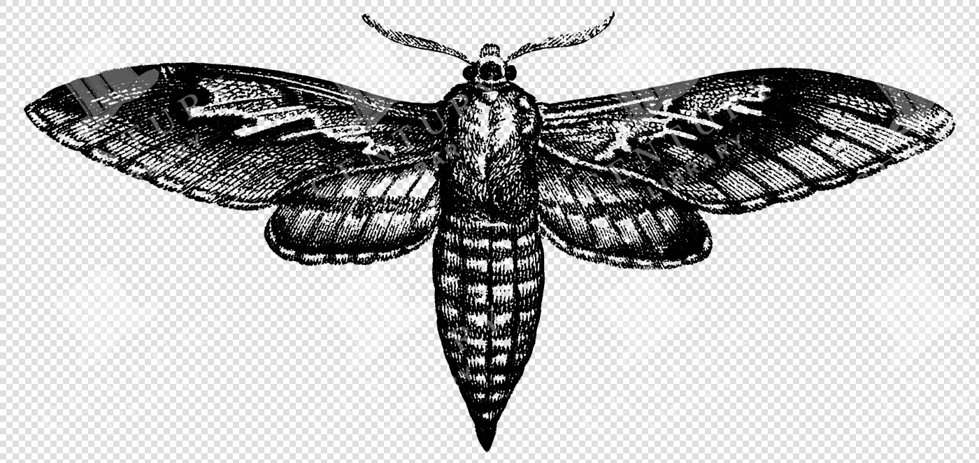 Night Moth Detailed In Historical Scientific Engraving Style