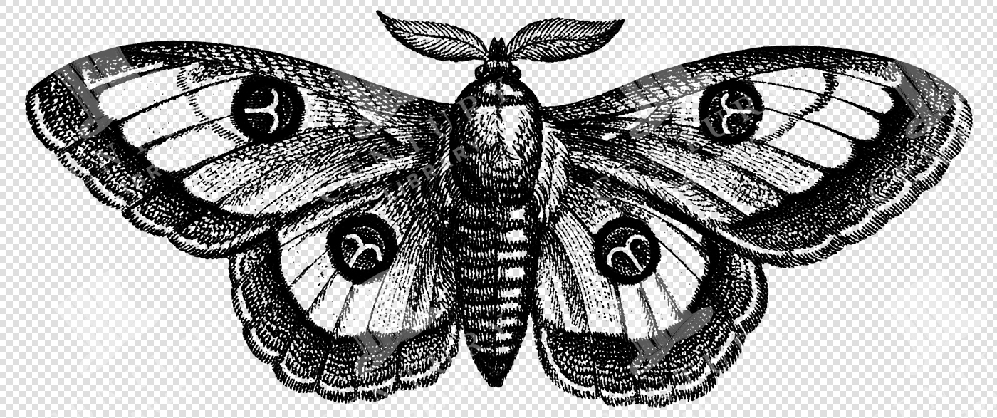 Vintage Eyespot Moth Illustration with Symmetrical Wing Patterns