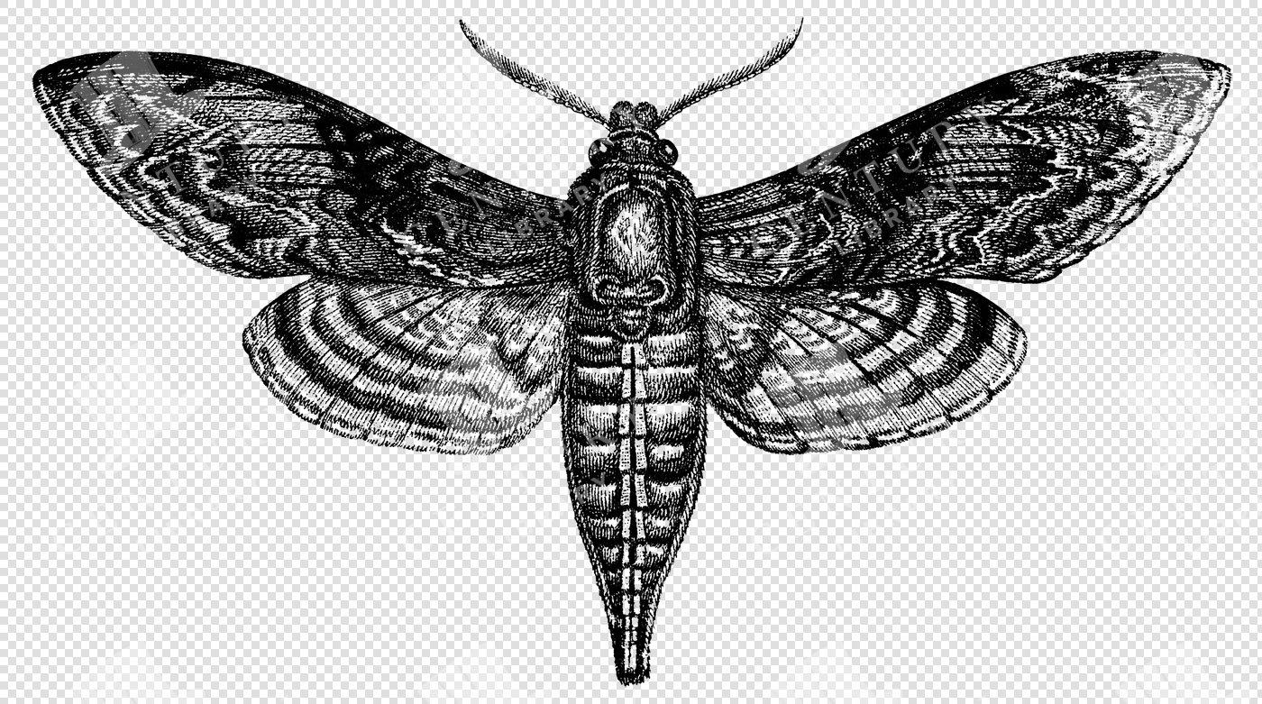 Detailed Vintage Moth Illustration