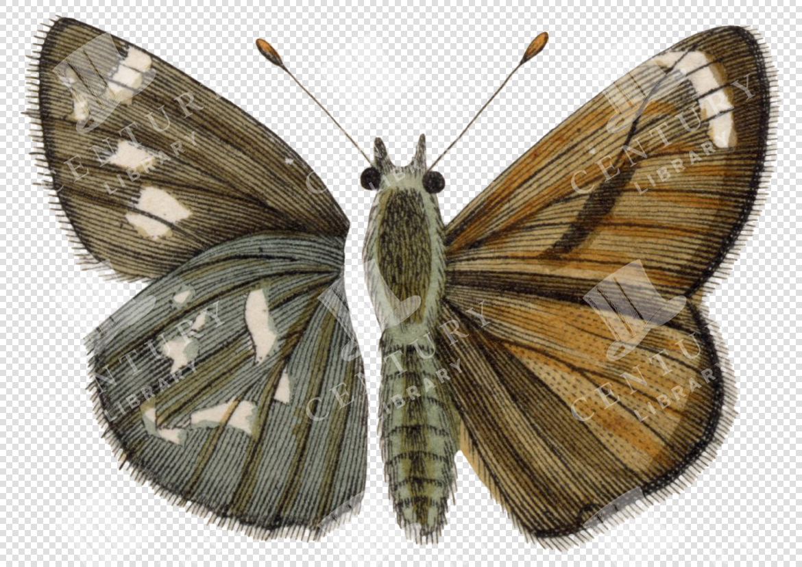 Golden Moth Watercolor: Asymmetrical Wings With Delicate Amber Hues