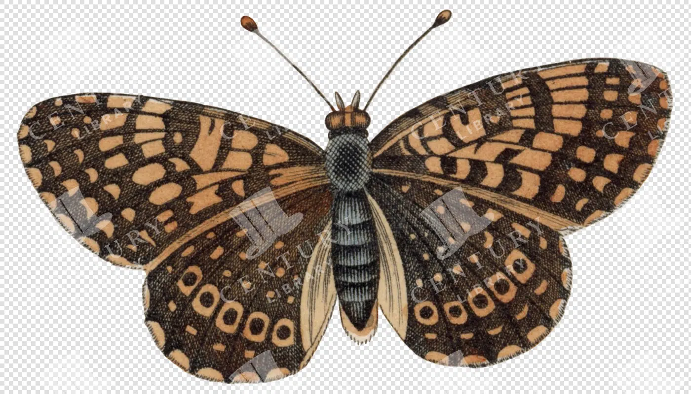 Moth - Century Library
