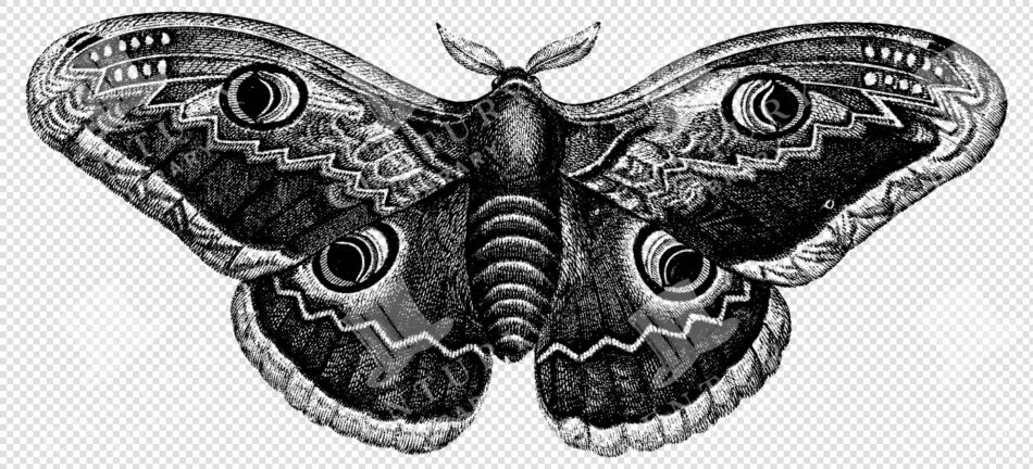 Vintage Engraved Moth With Striking Eyespot Patterns
