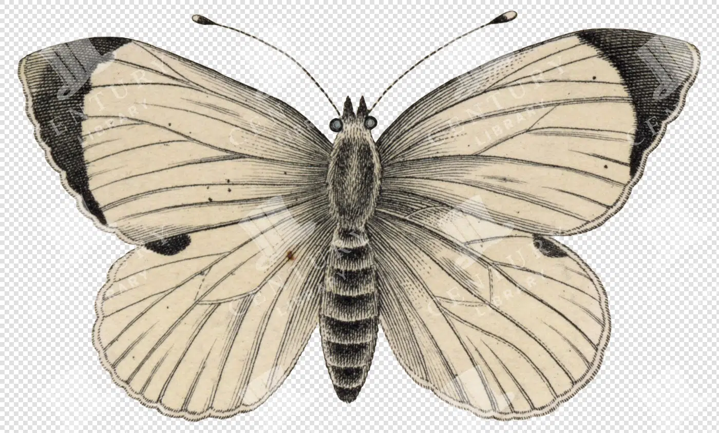 Moth - Century Library