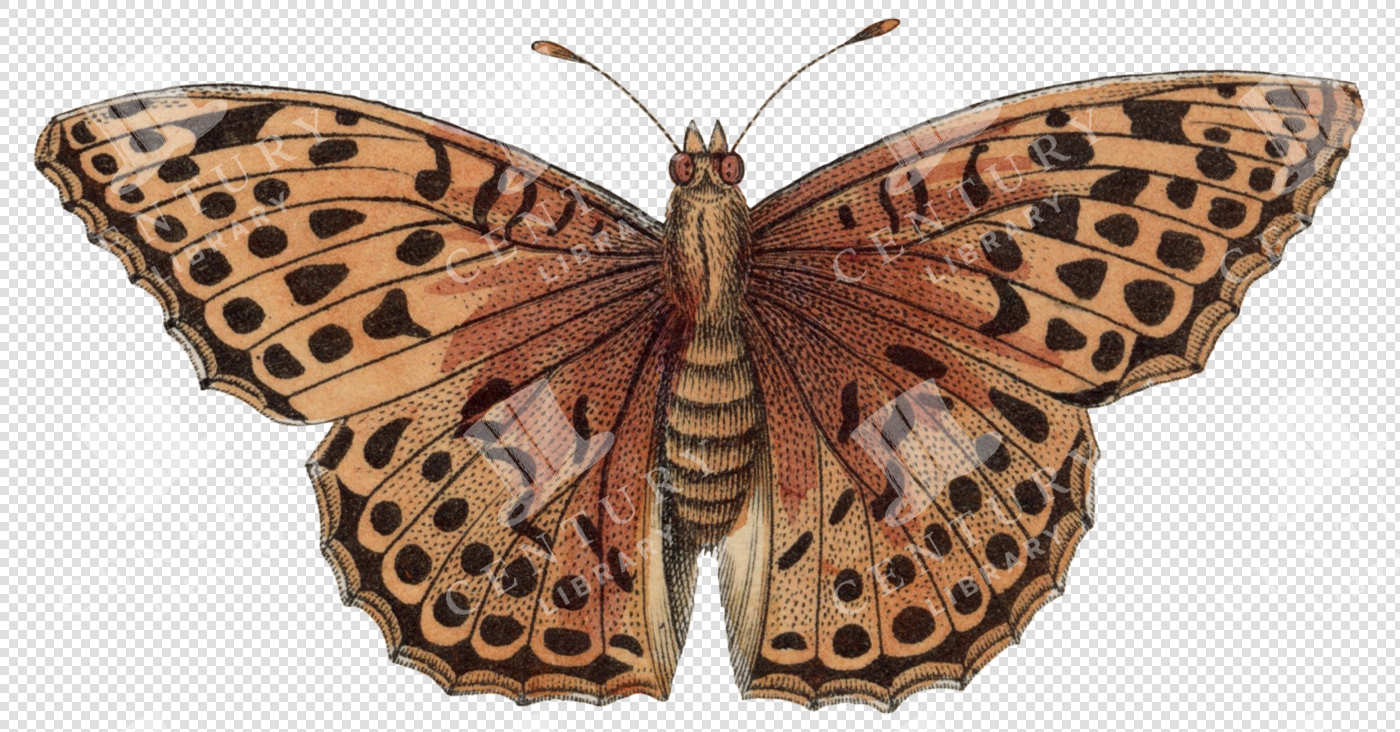 Golden Moth With Spotted Wings And Russet Body