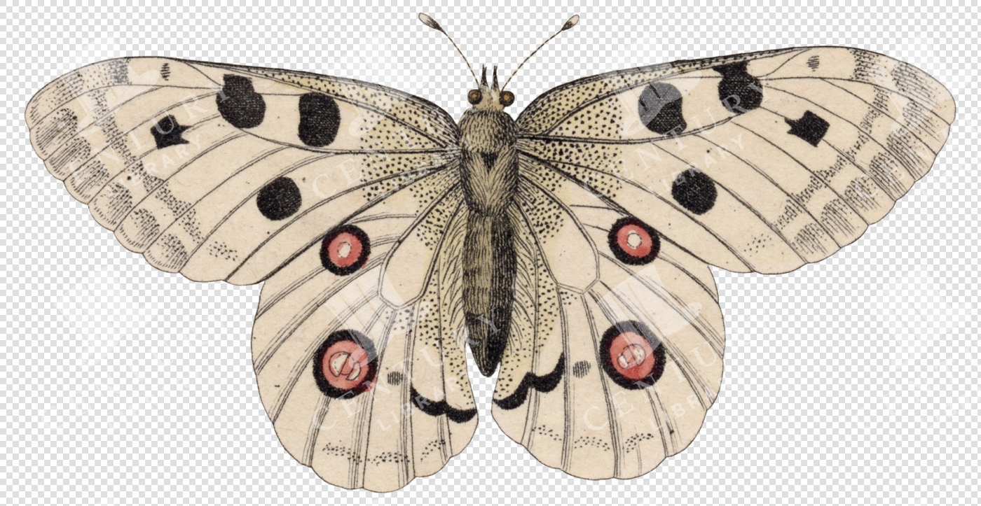 Vintage Moth with Black Spots and Red Eyespots