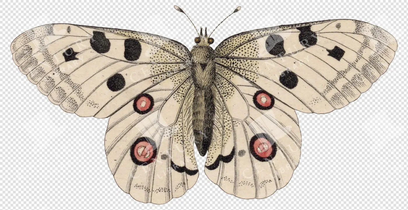 Moth - Century Library