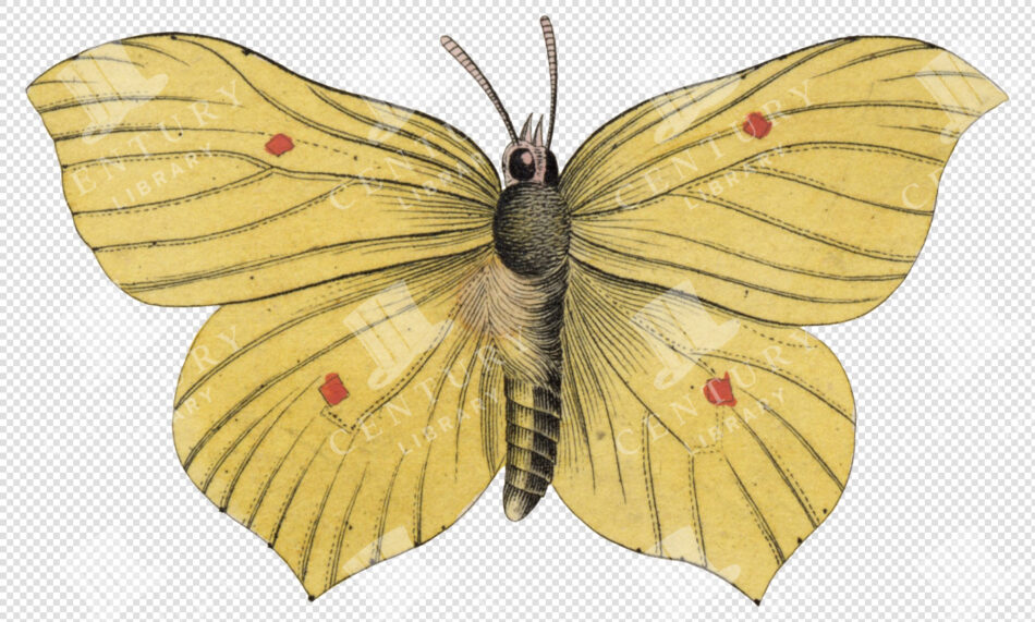 Yellow Butterfly With Spread Wings And Fine Black Venation - Four Red Square Spots - Centered, Isolated On White