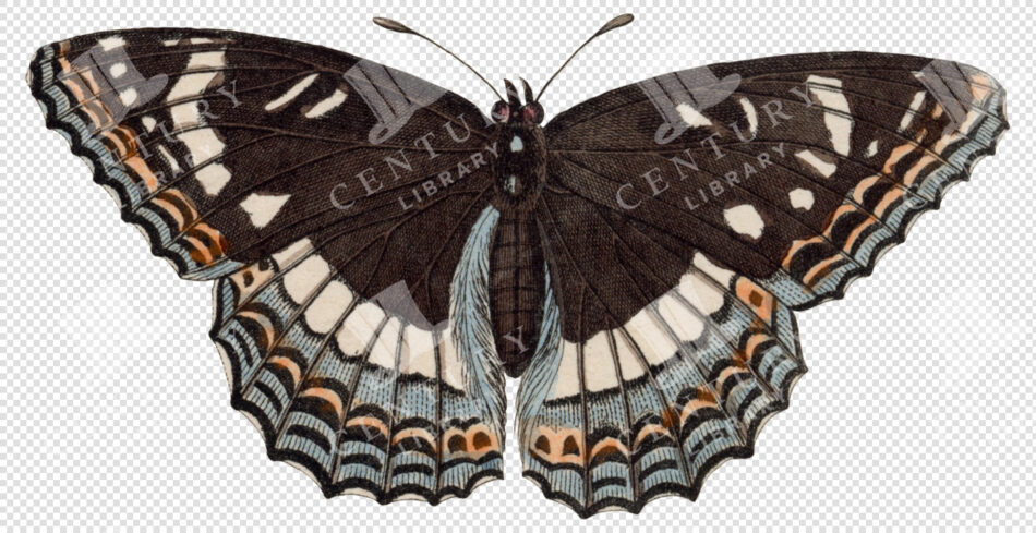 Vintage Black Swallowtail Moth with Ornate Wing Patterns