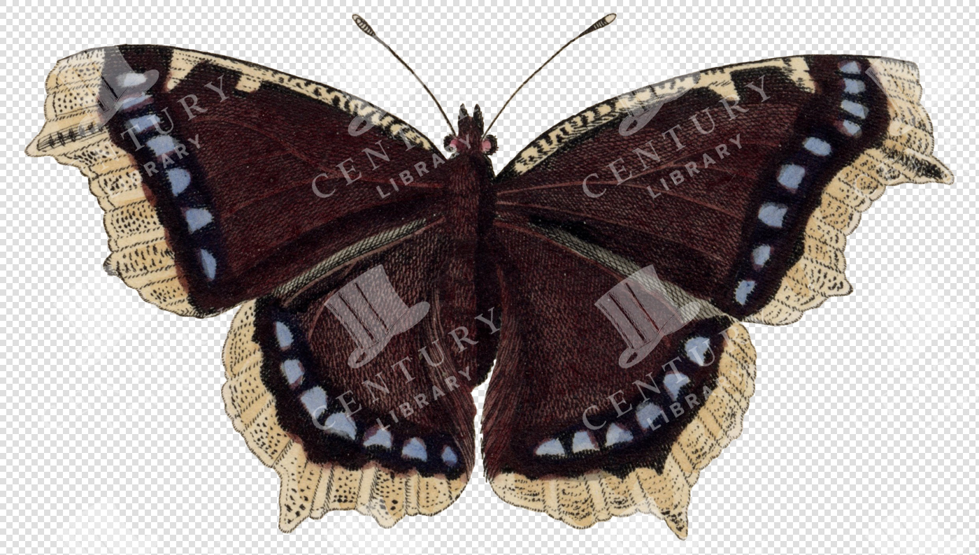Dark Red Moth with Cream Edges