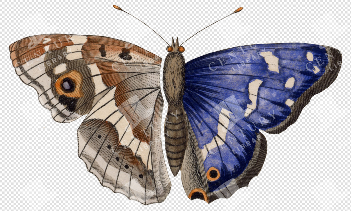 Blue and Brown Moth with Eye Spots