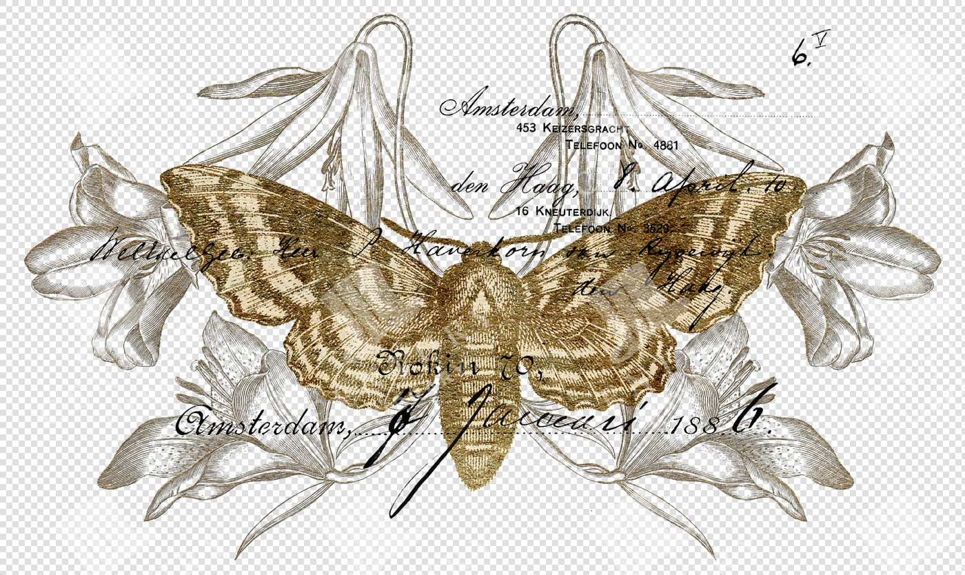 Golden Moth with Flowers and Vintage Writing