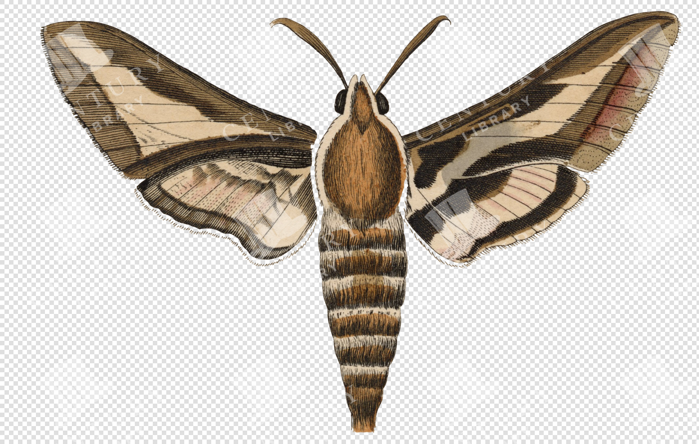 Striped Moth with Brown and Cream Wings