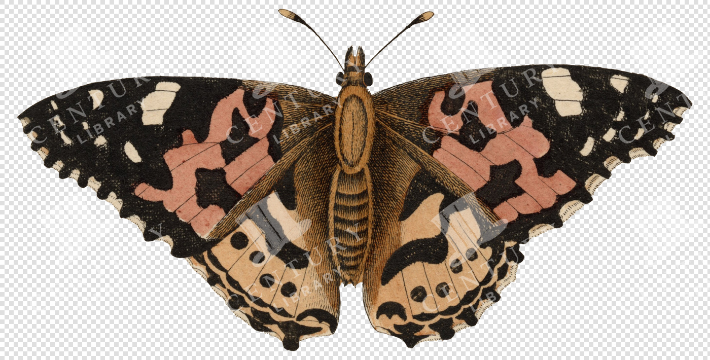 Moth with Black and Pink Patterned Wings