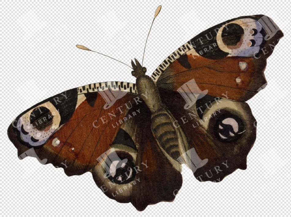 Red-Eyed Moth with Bold Patterned Velvet Wings