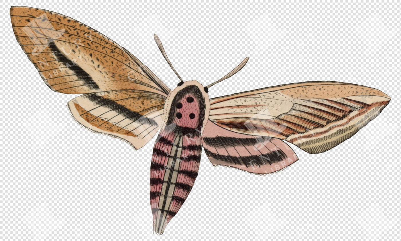 Pink-Striped Vintage Moth with Tan Wings