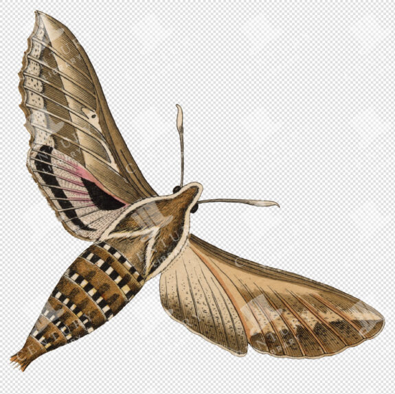 Striped-Body Sphinx Moth with Pink-Accented Wings