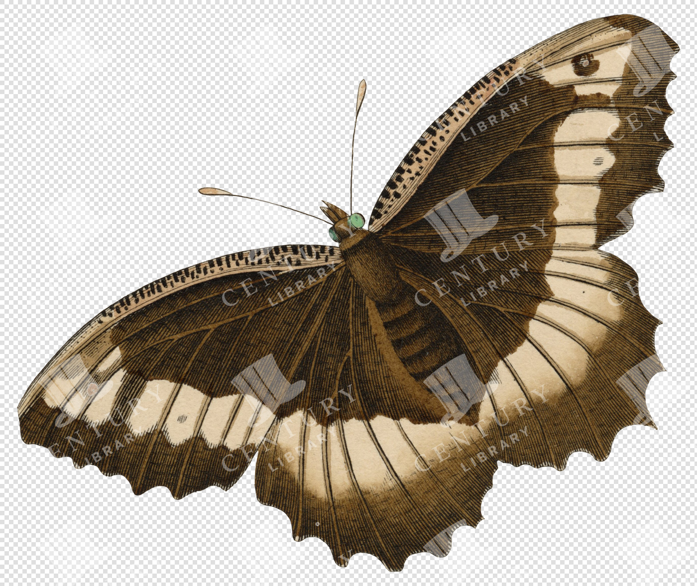 Antique Moth With Brown and Cream/White Color Wing